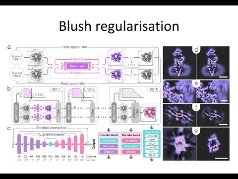 RELION-5.0: Recent developments