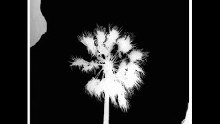 Stump Valley - Hollywood (Off Minor Recordings, 2014)