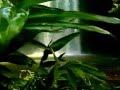 SMOOTH JAZZ JOHN KLEMMER SAX "MUSIC OF BRAZIL" #1 COMPILATION