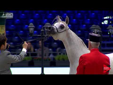 N.3 JASMEENAH AL JASSIMYA - Paris 2017 - Yearling Fillies (Class CM1A)