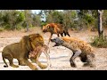 Fight For Survival Wildebeest VS Hyena And Lion Pitiable Fate Of Wildebeest