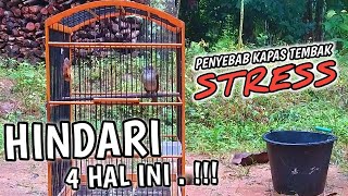 Download lagu Penyebab burung kapas tembak stres dan macet bunyi‼️ mp3