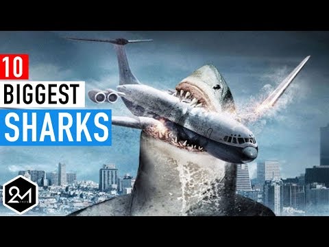 Top 10 Biggest Sharks In The World Ever Recorded