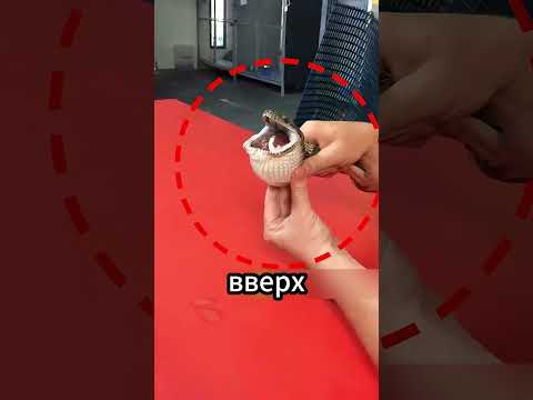 Эта змея задыхалась и боролась за свою жизнь! 😲