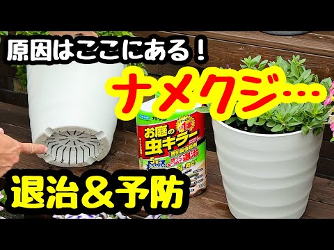 ズッキーニをナメクジから守る方法は？完全に自然だが非常に効果的な祖母のための5つの治療法  庭園