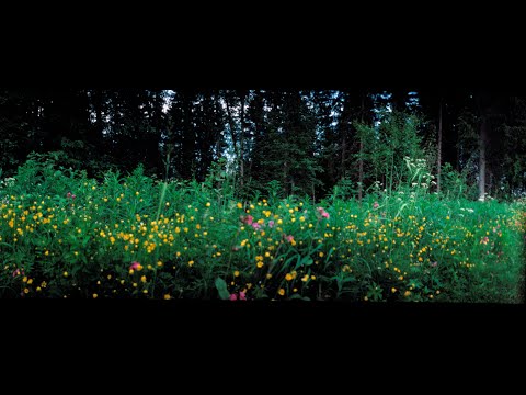 "Den blomstertid nu kommer" ("Now Comes the Time for Flowers"), Swedish Lutheran Summer hymn