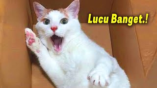 Download lagu IT'S GREAT IF YOU DON'T LAUGH.!🤣 8 Minutes of Really Funny Cat Videos That Will Make You Laugh ~ ... mp3