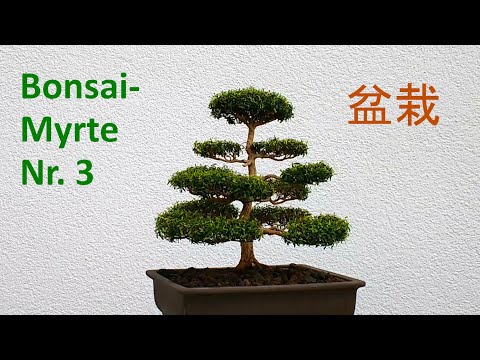 Myrtenbonsai Nr. 3