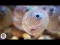 These Fish Are All About Sex on the Beach | Deep Look