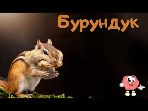 Тварини Північної Америки для дітей українською. Голооси та звуки тварин.