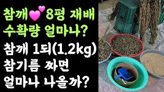 참깨???? 8평 재배, 수확량은????? 참깨 1되(1.2kg)짜면 참기름 얼마나 나올까?