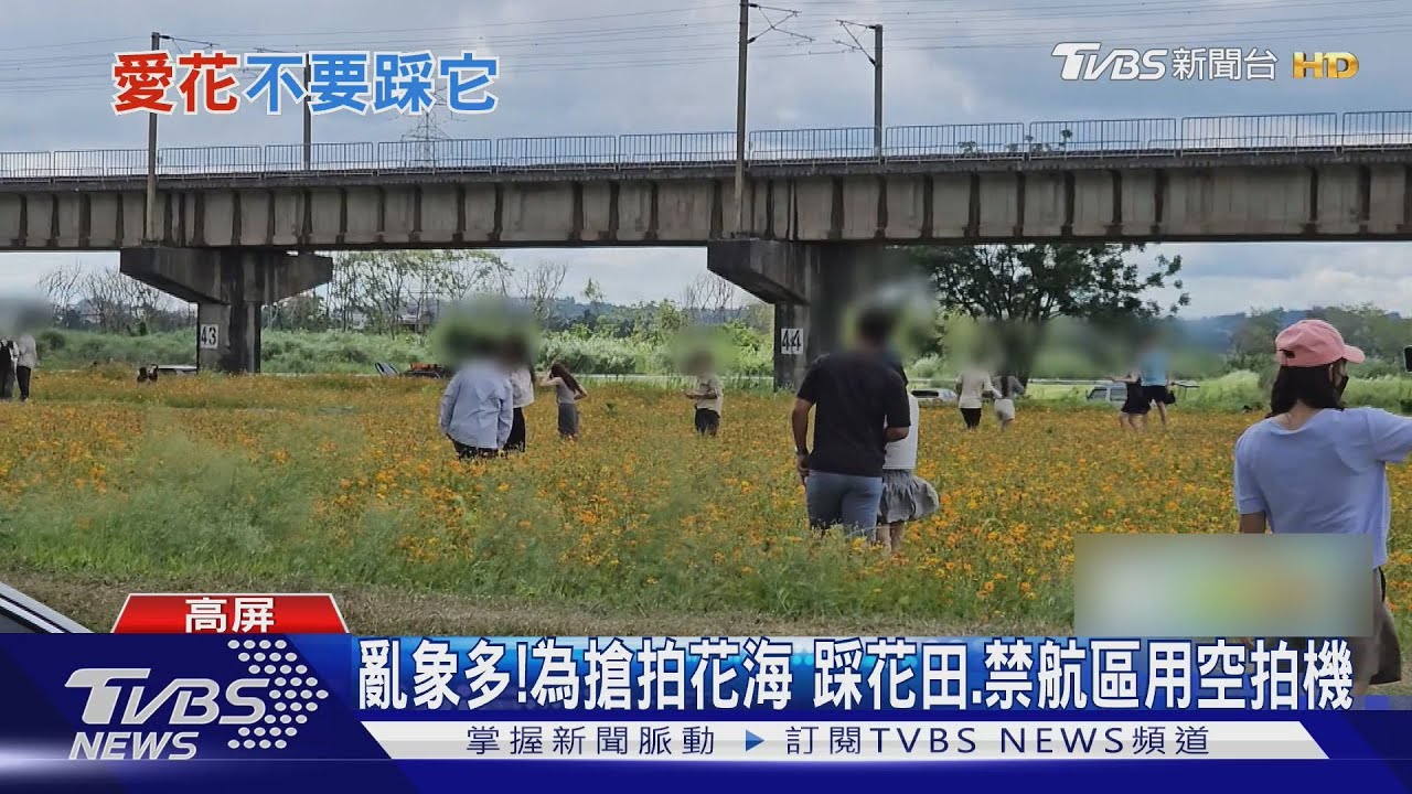 亂象多!為搶拍波斯菊花海踩花田、禁航區用空拍機