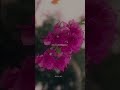 Marudhani Remix Song Whatsapp Status ️ Marudaani Remixsong Love Lyricsspot Trendingshorts