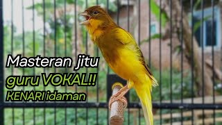 Download lagu KENARI GACOR DURASI PANJANG Cuit CUIT BIRAHI UNTUK PANCINGAN & MASTERAN Kenari PAUD AGAR BUNYI mp3