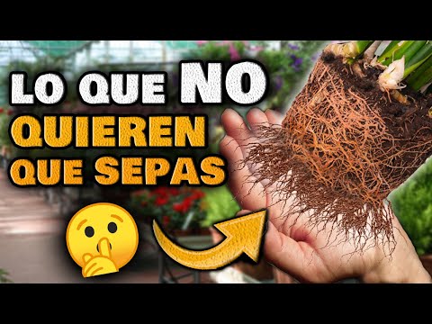 , title : 'Los VIVEROS NO QUIEREN que SEPAS ESTO | 3 SECRETOS para Cuidar tus PLANTAS Huerto Urbano Jardín'