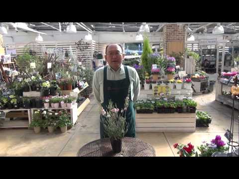 グレープヒース 植物