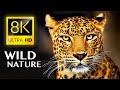 WILD NATURE IN 8K ULTRA HD - ANIMALS WITH REA ..