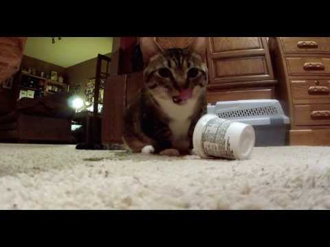 Dogs and Cats Help Clean Up Around the House - YouTube