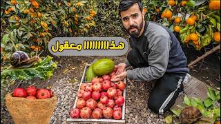 فلاح يخزن الرمان سنة كاملة تحت الارض 🤯