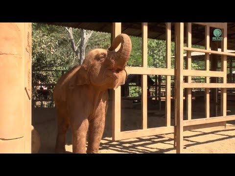 The shelter's gate become playground for elephant Wan Mai - ElephantNews