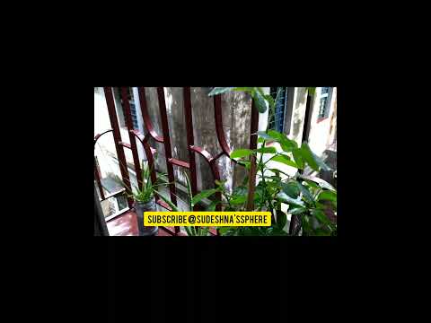 Greenery with Rain lily! In monsoon days!!🍃🌸😍#Gardening#Monsoon #Rainlily #Flowers #Sudeshna'sSphere