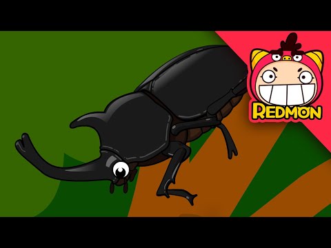 Save the Rhinoceros Beetle | Insect Rescue Team | Cartoons | REDMON