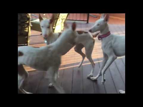 Ceres, Celestina and Concordia