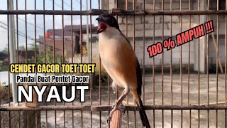 Download lagu burung cendet gacor NARUNG BONGKAR ISIAN PANCINGAN CENDET AGAR BUNYI bikin BURUNG PENTET GACOR NYAUT mp3