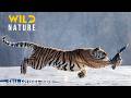 WILD SIBERIA Survival Secrets Of The Frozen Wilderness Animal Documentary