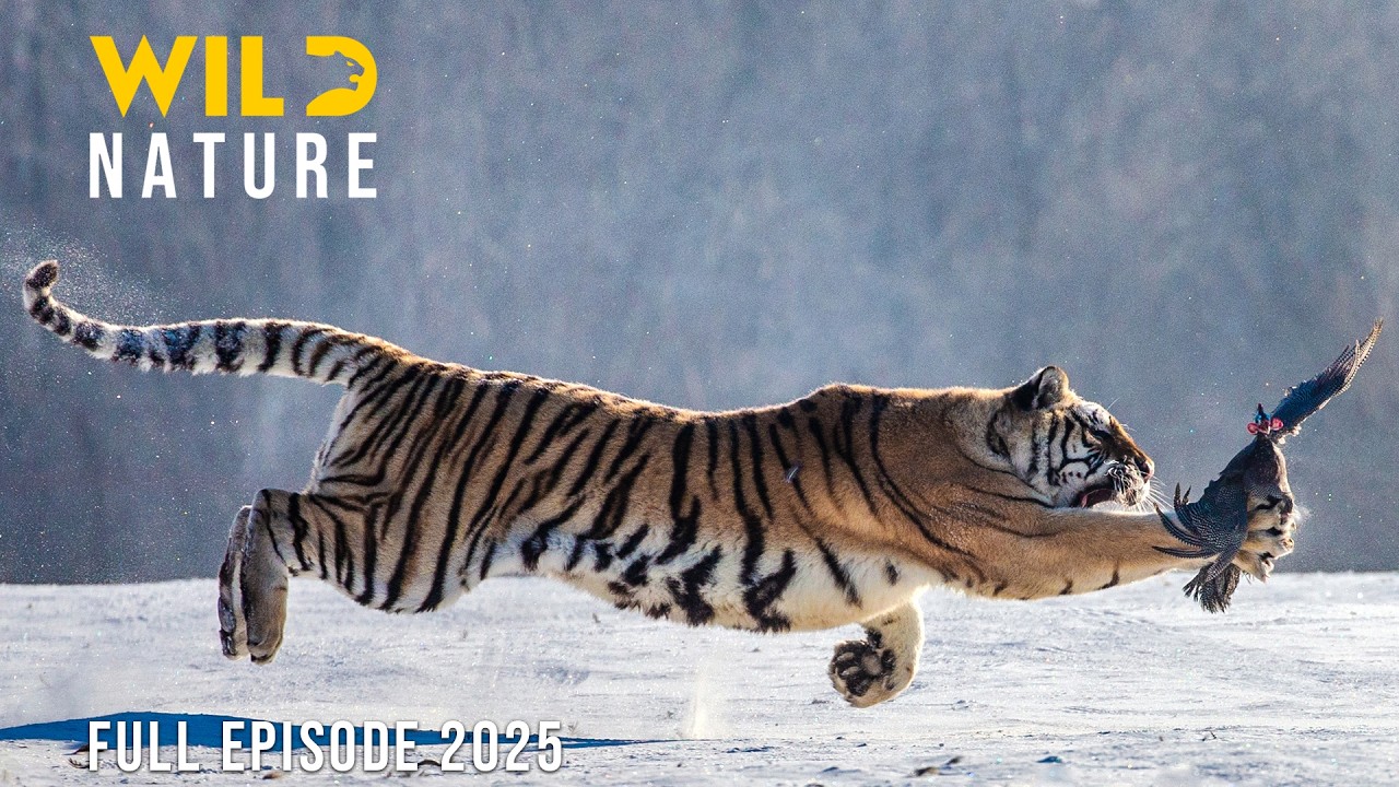 WILD SIBERIA | Survival Secrets of the Frozen Wilderness | Animal documentary