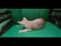 Funny Cute Pet Street Wild Cat Kitten Dog Animal Bird Fish Viral Shorts Video Clickslick