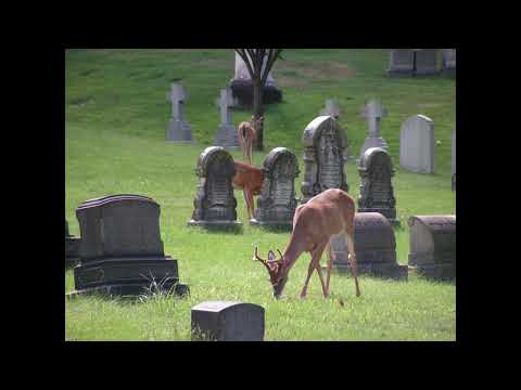 *FREE* dark hyperpop x glitchcore x crystal castles type beat - "hope" (prod.@fuckurcuts)