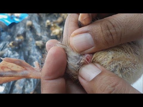 Pagbaba ng timbang mga paa diyeta menu Mawalan ng timbang dahan-dahan bumalik