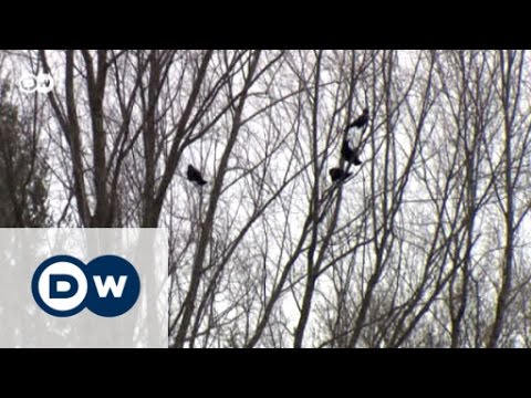 Shooting crows in Switzerland | Eco-at-Africa