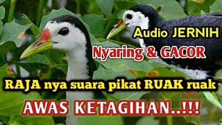 Download lagu suara pikat burung ruak ruak terbaru di jamin 100% datang mendekat mp3 Download lagu suara pikat burung ruak ruak terbaru di jamin 100% datang mendekat mp3