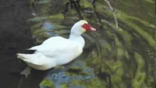 preview picture of video 'Kakopetria Cyprus Ducks'