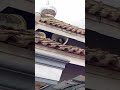 Funny And Cool Video Nyaikembang1nyaikembang1 Sahuuuuurrr
