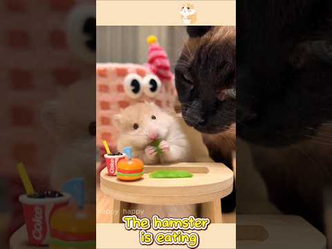 #Fyp #Hamster #Hamsters #Hamstersoftiktok #Thehamsterstation #Pet1