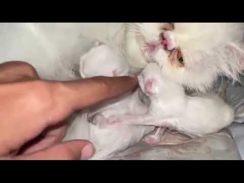 Mother Cat with Her Babies 🥰😻💐 | Subscribe My Youtube Channel ❤️