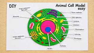 animal cell model making for science project exhibition
