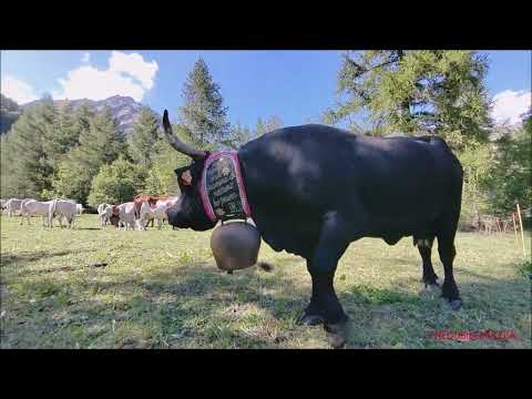 LA REINA VALDOSTANA AL PASCOLO A PONTECHIANALE IN VALLE VARAITA (CN) DOM. 11- 9 - 2022.