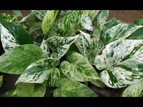 download lagu mp3 mp4 Devils Ivy Marble Queen, download lagu Devils Ivy Marble Queen gratis, unduh video klip Devils Ivy Marble Queen