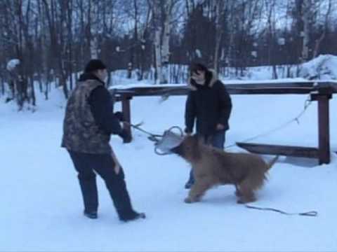 Seminar "conflict-free training" with Alexej Brejkin. Briard Monika.