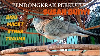 Download lagu Suaranya Sangat Ampuh💯 Untuk Pancingan Jenis Apapun Perkututnya #merbukkocak #perkututlokalgacor mp3 Download lagu Suaranya Sangat Ampuh💯 Untuk Pancingan Jenis Apapun Perkututnya #merbukkocak #perkututlokalgacor mp3