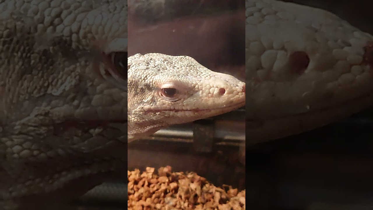 ファンサで舌ピロ！コガネオオトカゲ #ドラゴン動物園　#shorts