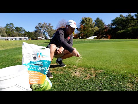 The ULTIMATE GUIDE to REPAIRING Bare Patches in Your Lawn // Seeding, Topdress or Plug?