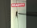 The Leg That Got Away Basement Bug Hunt Waitforend Beatdrop