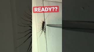 The leg that got away -  basement bug hunt  #waitforend #beatdrop