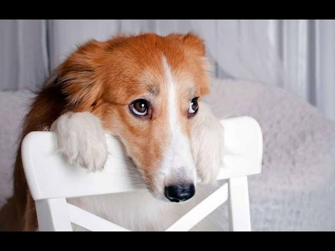 Best Of Funny Guilty Dog Compilation 2014