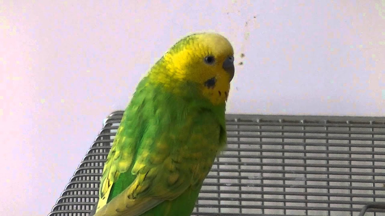 おしゃべりインコのピッピがしゃべらない？